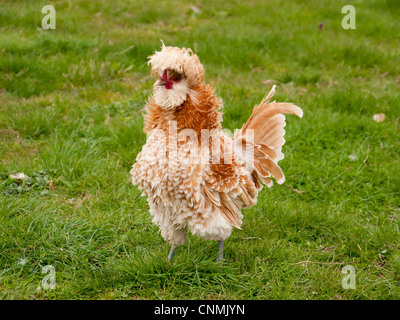 Un gallo bianco, marrone chiaro con una faccia rossa in una fattoria nel Kent, Regno Unito Foto Stock