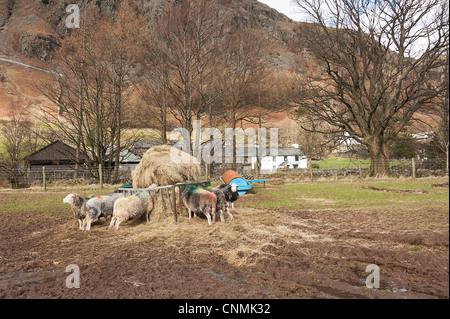 Pecore Herdwick alimentando il fieno sull'Hill Farm in The Langdale Valley a Dungeon Ghyll Lake District Cumbria Inghilterra England Regno Unito Foto Stock