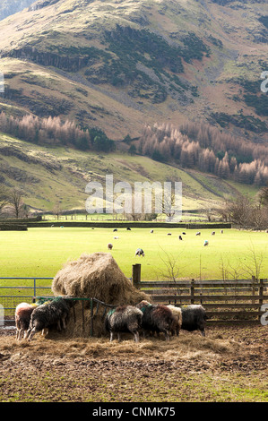 Pecore Herdwick alimentando il fieno sull'Hill Farm in The Langdale Valley a Dungeon Ghyll Lake District Cumbria Inghilterra England Regno Unito Foto Stock