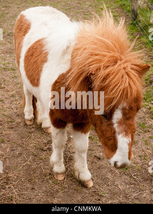 Un marrone e bianco pony Shetland pascolare in un campo di un'azienda nel Regno Unito Foto Stock