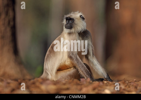 Pianure Settentrionali Langur grigio (Semnopithecus entellus) adulto seduto a terra, India, novembre Foto Stock