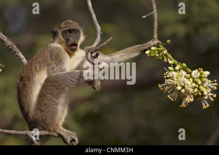 Callithrix Monkey (Cercopithecus sabaeus) adulto, alimentazione in ceiba tree fiori, Niokolo-Koba, Senegal, febbraio Foto Stock