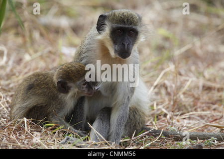 Callithrix Monkey (Cercopithecus sabaeus) femmina adulta con giovani, allattamento, Gambia, gennaio Foto Stock