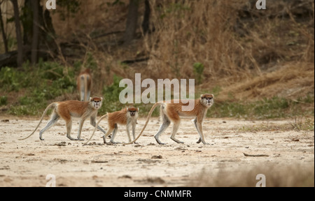 Patas Monkey (patas Eythrocebus) due femmine adulte con i capretti, camminando sulla terra asciutta, vicino a Toubacouta, Senegal, gennaio Foto Stock