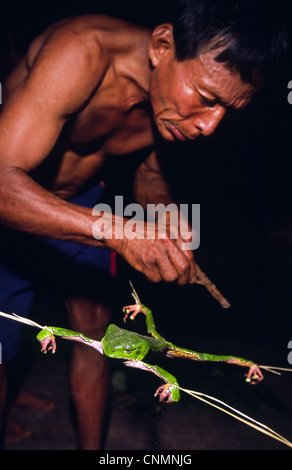 Indiani Matsés uomo estraendo 'sapo' veleno di rana usata come medicina e tipo di stimolante. Fiume Chobayacu, Provincia di Loreto, Perù. Foto Stock