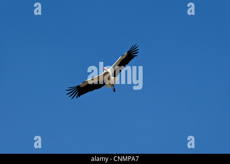 Cicogna bianca ( Ciconia ciconia ) in volo, il Parco Nazionale Kruger, Sud Africa Foto Stock