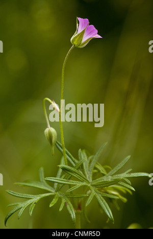 A lungo sgambate Cranesbill (Geranium columbinum) fioritura, Slovenia, giugno Foto Stock