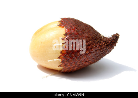 Rakum palm , frutta frutta Zalacca Foto Stock