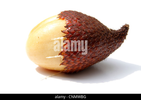 Rakum palm , frutta frutta Zalacca Foto Stock