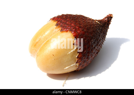 Rakum palm , frutta frutta Zalacca Foto Stock