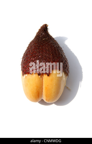 Rakum palm , frutta frutta Zalacca Foto Stock