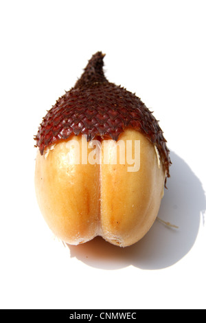 Rakum palm , frutta frutta Zalacca Foto Stock