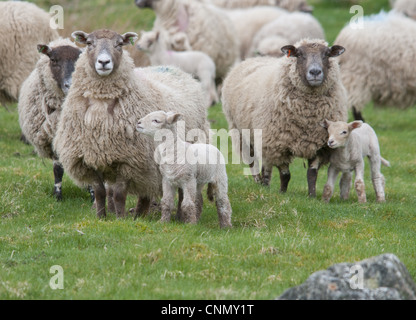 Gli animali domestici delle specie ovina, Charollais x Scottish Blackface pecore con Charollais discende agnelli, stando in piedi in pascolo, Scozia, aprile Foto Stock