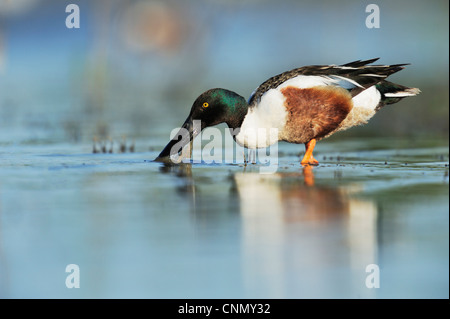 Northern mestolone (Anas clypeata), maschio alimentazione nel lago, Dinero, Lago di Corpus Christi, South Texas, Stati Uniti d'America Foto Stock