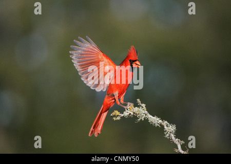 Il Cardinale settentrionale (Cardinalis cardinalis), maschio atterraggio, Dinero, Lago di Corpus Christi, South Texas, Stati Uniti d'America Foto Stock