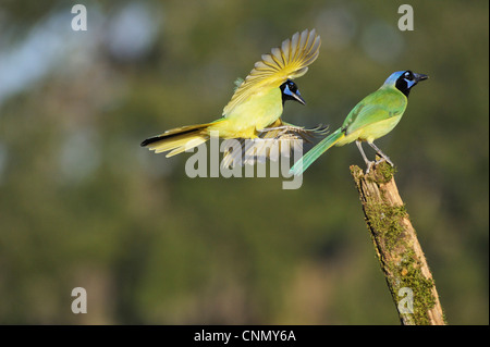 Green Jay (Cyanocorax yncas), coppia, Dinero, Lago di Corpus Christi, South Texas, Stati Uniti d'America Foto Stock