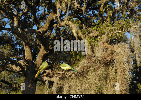 Green Jay (Cyanocorax yncas), gruppo in Live Oak tree (Quercus virginiana), il lago di Corpus Christi, South Texas, Stati Uniti d'America Foto Stock
