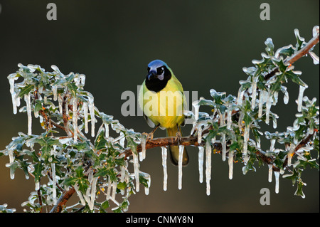 Green Jay (Cyanocorax yncas), Adulto appollaiato su superfici ghiacciate Agarita (Berberis trifoliolata) ramo, Dinero, Lago di Corpus Christi, Texas Foto Stock