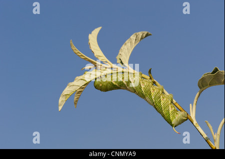 Carolina Sphinx (Manduca sexta), Caterpillar su piante, Dinero, Lago di Corpus Christi, South Texas, Stati Uniti d'America Foto Stock