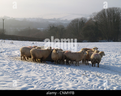 Gli animali domestici delle specie ovina, gregge in piedi accanto a alimentatore in coperta di neve pascolo, Devon, Inghilterra, inverno Foto Stock