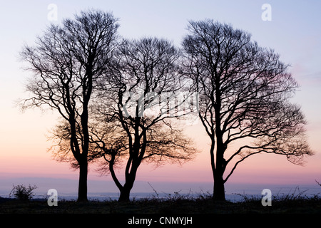 All'alba o al tramonto sopra le colline di Quantock nel Somerset in Inghilterra, rosso cielo arancione con la nuvola piccola bilanciare il gruppo di alberi Foto Stock