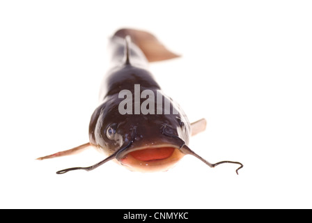 Piccola vivace catfish giace su sfondo bianco Foto Stock