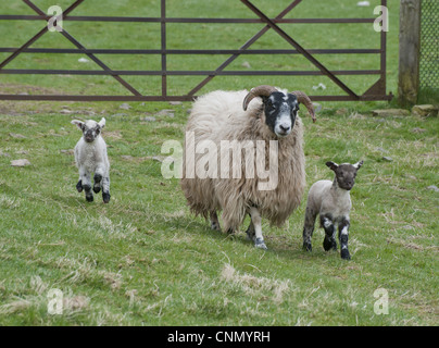 Gli animali domestici delle specie ovina, Scottish Blackface pecora con Charollais discende agnelli, passeggiate in pascolo accanto al gate, Scozia, aprile Foto Stock