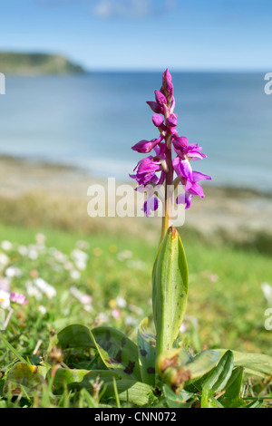 Inizio orchidea viola; Orchis mascula; a Pendower; Cornovaglia; Regno Unito Foto Stock