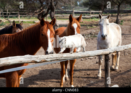 I cavalli purosangue stabile a fattoria, Sardegna, Sardegna, Italia Foto Stock