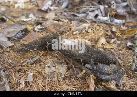 Unione Lupo (Canis lupus lupus) sterco con peli da preda, Ormea, in provincia di Cuneo, Piemonte, Italia, gennaio Foto Stock