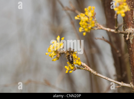 Cornus mas Foto Stock