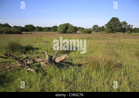 Vista del pascolo ruvida habitat con giunchi e decadenti ceppo di albero, Roydon, Superiore Waveney Valley, Norfolk, Inghilterra, giugno Foto Stock