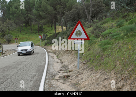 Iberian Lynx Lynx pardinus attraversamento segno di avvertimento accanto a road passando da Auto in dehesa Sierra de Andujar Jaen Andalusia Spagna marzo Foto Stock