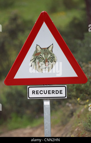 Lince iberica (Lynx pardinus) attraversando cartello di avviso accanto alla strada in dehesa, Sierra de Andujar, Jaen, Andalusia, marzo Foto Stock