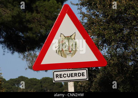 Lince iberica (Lynx pardinus) attraversando cartello di avviso accanto alla strada in dehesa, Sierra de Andujar, Jaen, Andalusia, Spagna Foto Stock