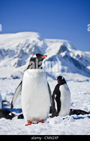 Due pinguini dreaming seduto su una roccia e montagne sullo sfondo Foto Stock