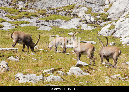 Gruppo di stambecco (Capra ibex) una capra selvatica specie di pascolare su uno sperone maedow in Svizzera Foto Stock