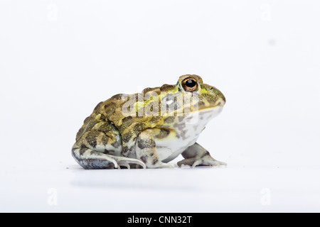 Giant Bullfrog (Pyxicephalus adspersus) adulto Foto Stock