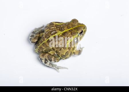 Giant Bullfrog (Pyxicephalus adspersus) adulto Foto Stock