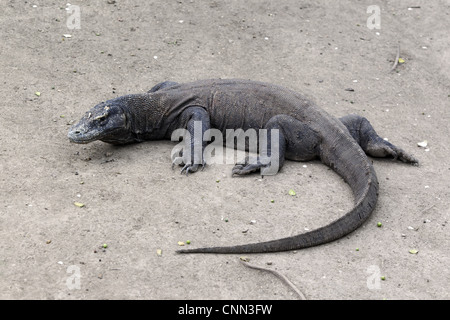 Drago di Komodo (Varanus komodensis) adulto, riposo, Komodo N.P., Isola di Komodo, Lesser Sunda Islands, Indonesia, marzo Foto Stock