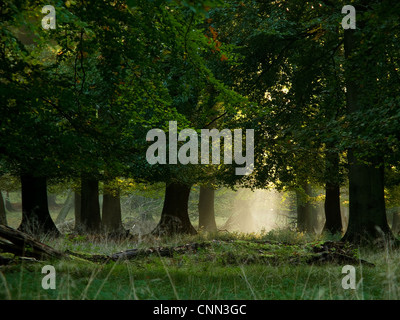 Foresta di faggio con la nebbia e il sole caldo in autunno autunno Foto Stock