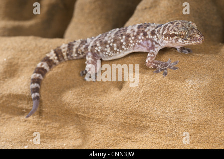 Bagno turco Gecko (Hemidactylus turcicus) adulto, poggiante sulla roccia arenaria, Italia, Agosto Foto Stock