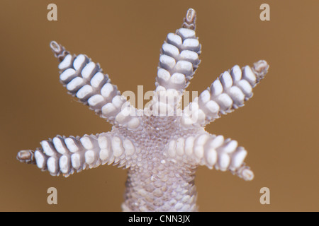 Bagno turco Gecko Hemidactylus turcicus adulto close-up la parte inferiore del piede che mostra le dita dei piedi unghie lamelle adesivo Italia agosto Foto Stock