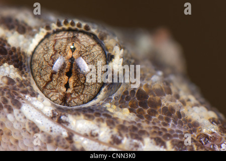 Bagno turco Gecko (Hemidactylus turcicus) adulto, close-up di occhio, Italia, Agosto Foto Stock
