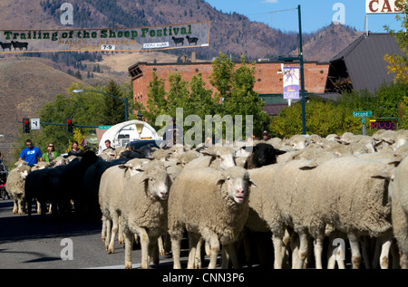 Pecore venga spostato per il loro pascolo invernale in il margine inferiore della pecora sfilata sulla strada principale di Ketchum, Idaho, Stati Uniti d'America. Foto Stock