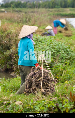 Verticale fino in prossimità delle agricoltrici raccolta rong biển o alghe vietnamita lungo le rive del fiume Mekong. Foto Stock