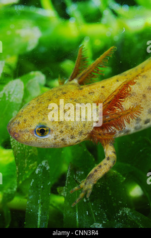 Il tritone alpestre (Mesotriton alpestris) neotenic giovani, close-up di testa e branchie, subacquea, Italia, Luglio Foto Stock