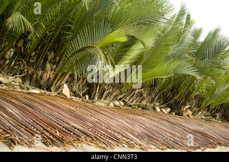 Vista orizzontale della dừa nước o nipa palm (Nypa fruticans) crescendo ed essendo raccolti lungo le rive del fiume Mekong. Foto Stock