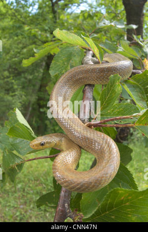 Saettone (Zamenis longissimus) adulto, sul ramo nella struttura ad albero, Italia Foto Stock