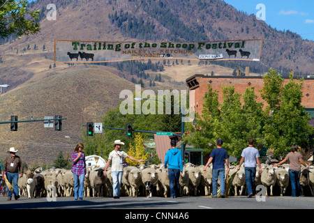 Pecore venga spostato per il loro pascolo invernale in il margine inferiore della pecora sfilata sulla strada principale di Ketchum, Idaho, Stati Uniti d'America. Foto Stock